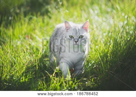 Cute American Short Hair cat playing on green grass