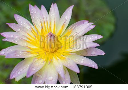 Lotus flower in rainy season, chiangmai thailand