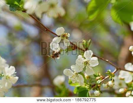Honey Bee Harvesting Pollen From Cherry Blossom,bee Collecting Nectar From White Cherry Flower