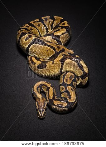 Image of brown ball python on black background
