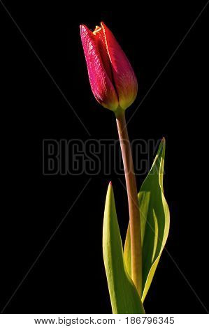Backlit tulips flower on a black background