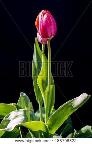 Backlit tulips flower on a black background