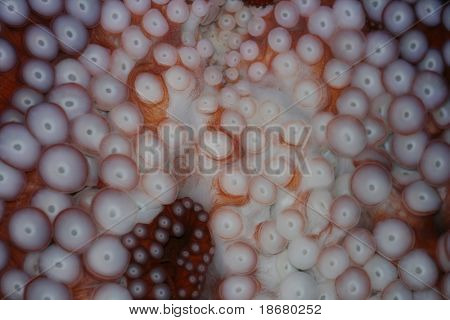 chobotnice