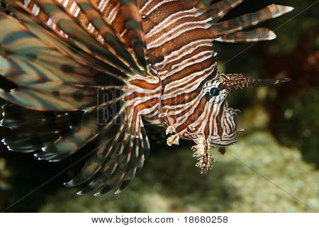 Pesce leone