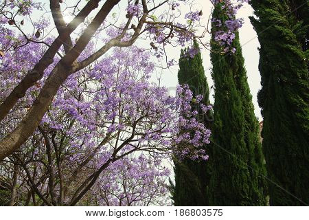 blooming jacaranda is very beautiful in spring Park