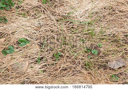 Green shoots make their way through dry grass and fallen leaves