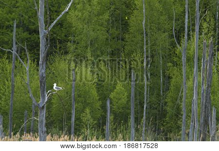 Spring forest and dry trees on foreground. Seagull on a tree branch.