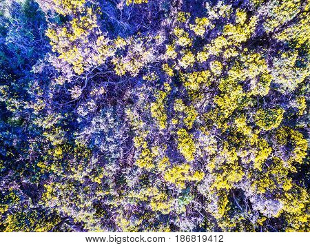 Aerial view of scottish broom on a moor in the highlands, uk