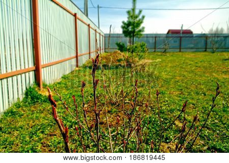 Shrub with unexpanded leaves in the garden, Russia