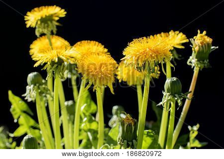 Yellow dandelion flowers on a black background