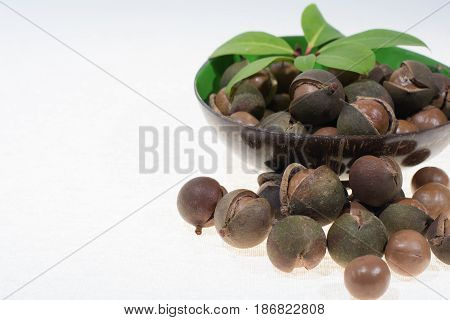 Macadamia nuts in shell new harvest close up on white background