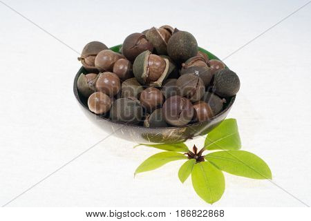 Macadamia nuts in shell new harvest close up on white background