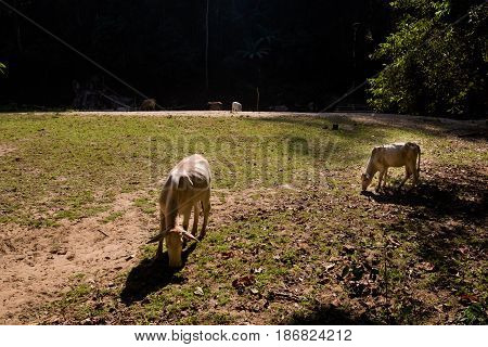 Cows In Soppong Village