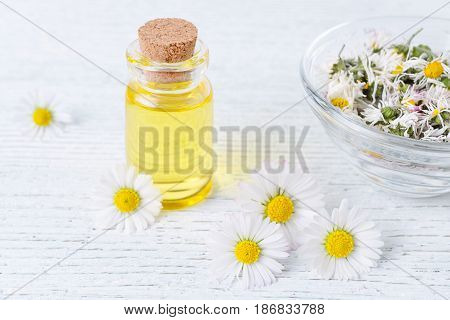 a bottle of chamomile oil with fresh and dried chamomile flowers, selective focus