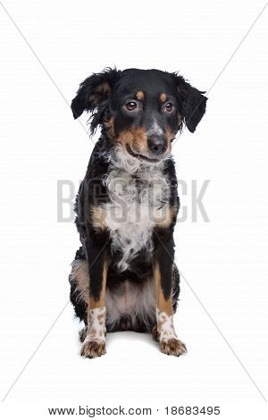 Blandras hund