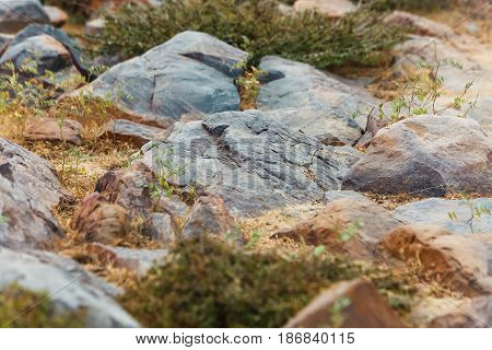 Vegetation and stones of Govardhan sacred Hill India.