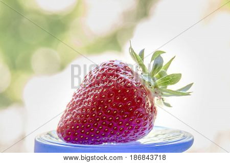 Strawberry On A Motley Background