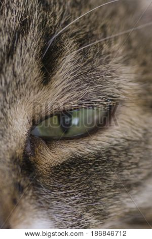 Green eye cat close up looks into the lens