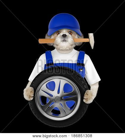 Wheel repair. Shitzu dog isolated on black background