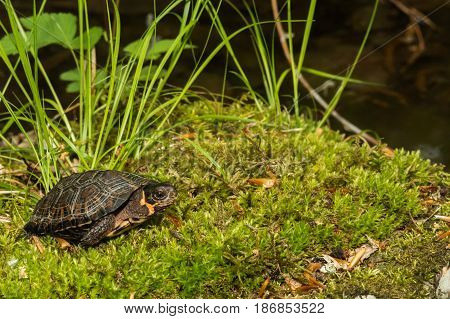 A young Bog Turtle in natural habitat.