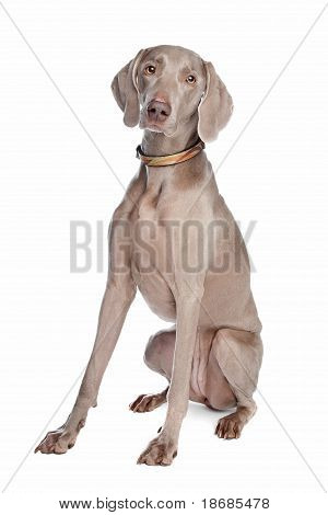 Weimaraner