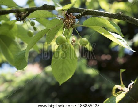 Unripe cherries in spring on tree with leaves. Green cherry in garden, closeup shot. Detail of small fruits on spring theme, trees in background. Spring atmosphere, sunny day. Low depth of field.