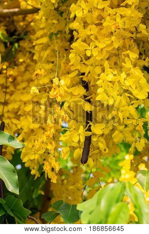 Close-up of a Ratchaphruek flower slective focus and with a very shallow depth of field. Thai national flower.