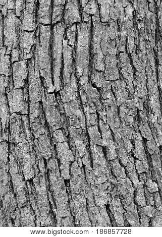 ash tree bark with cracks and texture