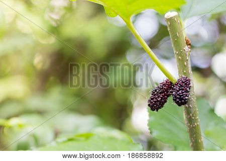 black and red Mulberry fruit on the branch. fresh organic mulberry fruit. black ripe and red unripe mulberries on the branch.