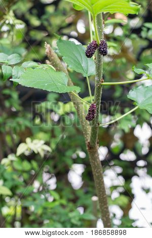 black and red Mulberry fruit on the branch. fresh organic mulberry fruit. black ripe and red unripe mulberries on the branch.