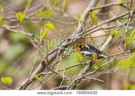 A Blackburnian Warbler perched on a branch during spring migration.