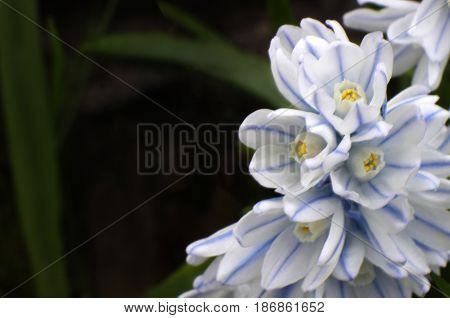 group of white and blue stripped flowers on dark background