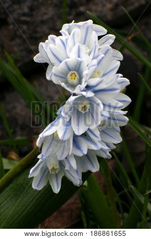 group of white and blue stripped flowers