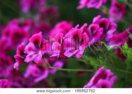 Multicolour Pelargonium Grandiflorum. French geraniums are very rich flowering pelargonium varieties.