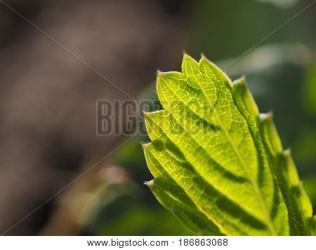 A macro shot of green leaf on a blurred background