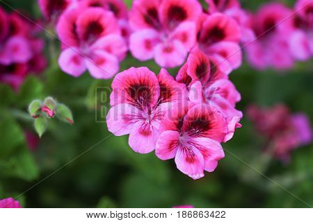 Multicolour Pelargonium Grandiflorum. French geraniums are very rich flowering pelargonium varieties.