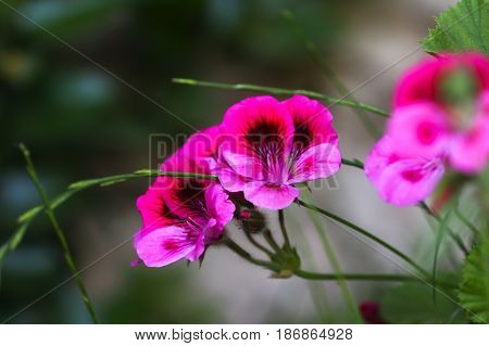 Multicolour Pelargonium Grandiflorum. French geraniums are very rich flowering pelargonium varieties.