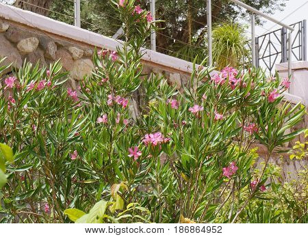 Pink nerium oleander in the full bloom