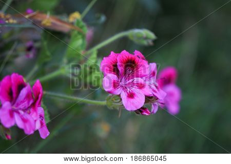 Multicolour Pelargonium Grandiflorum. French geraniums are very rich flowering pelargonium varieties.