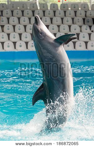 dolphin is playing and jumping in the pool
