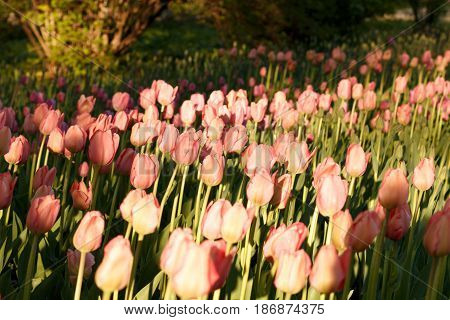 Tulips Illuminated By The Setting Sun. Beautiful View Of Color Tulips