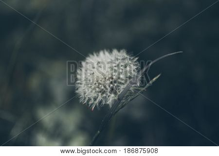 Lion teeth flower background. Taraxacum, dens leonis. Wildflower background in vintage style. Vintage flowers. Close up view of lion teeth flower.