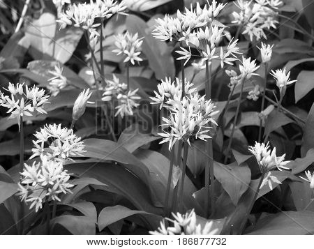 wild garlic flowers in may in woodland