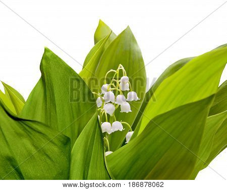 Flowering lily of the valley - one of the tender early spring flowers close up on a white background isolated