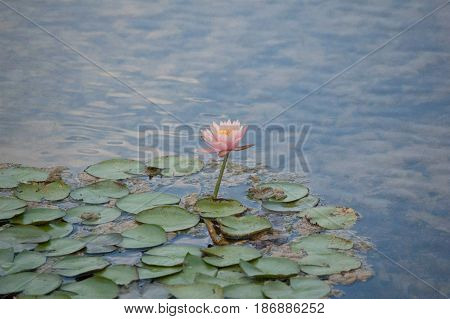 Water Lily, pond scape, lily pond, pink flower
