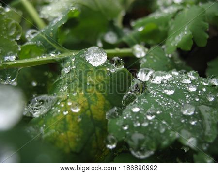 Frozen drops on a rape leaf in early autumn