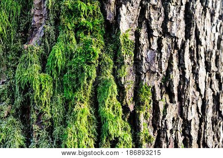 Green moss grown up cover the rough stones in the forrest. Show with macro view. Rocks full of the moss