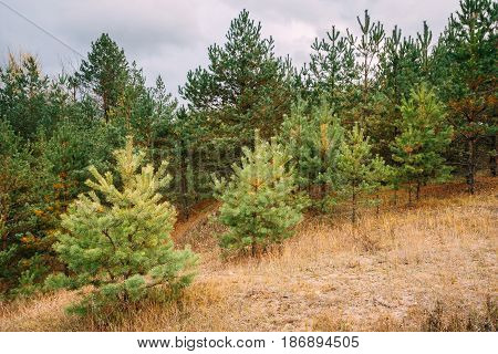 Pine Trees In Autumn Coniferous Forest Reserve Park. Nature Of Evergreen Coniferous Forest. Scenic View. Nobody