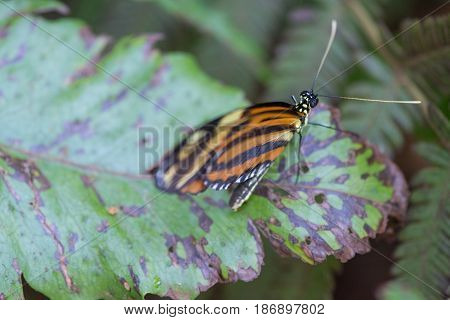 Butterfly gently posed on a green leaf
