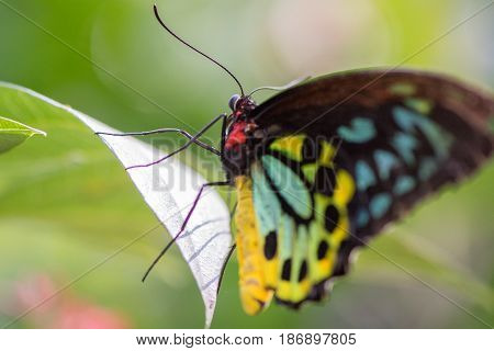 Butterfly gently posed on a green leaf